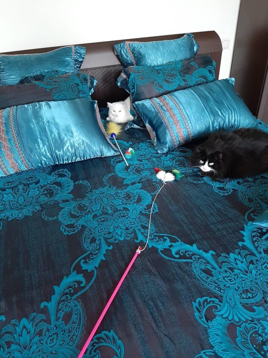 Тина прячется в подушках. В новом доме у нее будет много друзей (Листайте галерею)