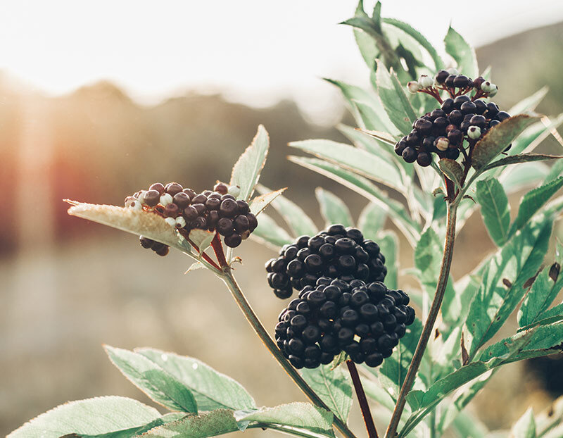 Mürver, antiviral özellikleri ve vücudunuza bağışıklık desteği sunma yeteneği ile bilinen eski bir ilaçtır.