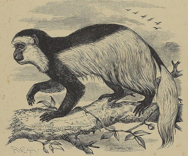 Автор Блэнд-Саттон, Джон, сэр, 1855–1936 гг.