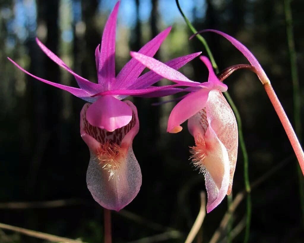 Дикая орхидея видов. Орхидея Калипсо луковичная. Калипсо луковичная Calypso bulbosa. 3. Калипсо луковичная. Калипсо луковичная красная книга.