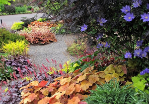 Итак, представляю вам одну из разновидностей плюща Hedera, семейства аралиевых, вечнозеленое многолетнее растение. Они прекрасно смотрятся как украшение вертикальных поверхностей сада или дома. Благодаря усикам и особого строения корням, плющ уверенно карабкается по любой поверхности. Плющ известен с древности. В Древней Греции являлся символом любви и радости, растением бога Вакха или Бахуса – в древнегреческой мифологии бога растительности и виноделия. На празднествах венком из листьев плюща украшали головы.