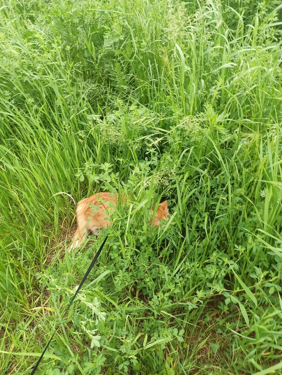 Касьяновский овраг в Нижнем Новгороде, «застывшие волны бурно бушующего  моря» | ДАЧА В ЛЕСУ | Дзен