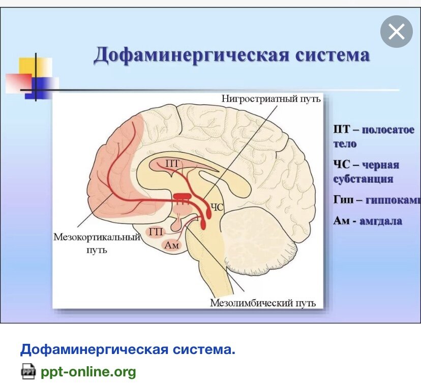 Рис. 1. Основные пути дофаминергической системы в головном мозге человека  (схема из указанного сайта) 