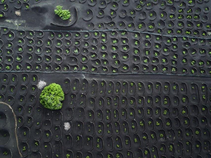 Факт №1 
Можно ли вырастить виноград на вулканическом пепле? 
На небольшом острове Лансароте длиной около 60 и шириной в 15 км расположено около трехсот вулканов. В 1730 году сразу 30 из них начали одновременно выбрасывать лаву, и это извержение продлилось целых 6 лет. В результате треть Лансароте превратилась в вулканическую пустыню, но местные виноделы приспособились выращивать лозу на базальте и пепле.