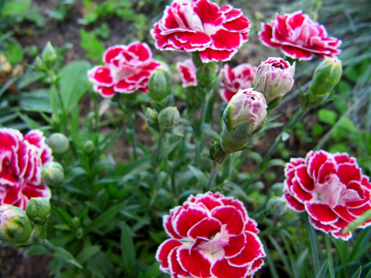 гвоздика гибридная махровая (мой сад)