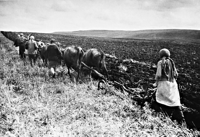 В колхозах не хватало лошадей, и колхозники использовали на полевых работах своих коров