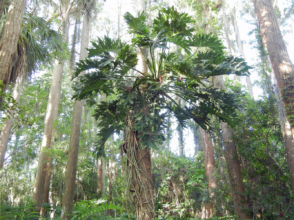 Фото монстеры в природе, фото https://greensotka.ru/sukkulenty/kak-peresadit-monsteru.html