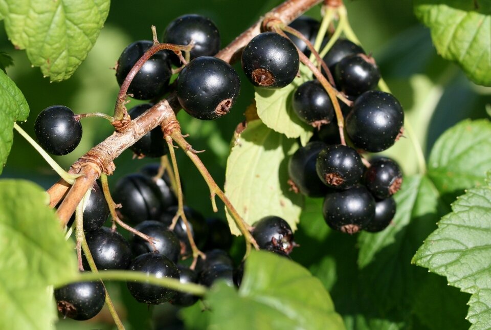 Яндекс Картинки