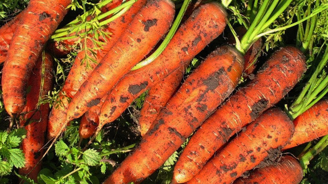 Мой урожай 2019 года.