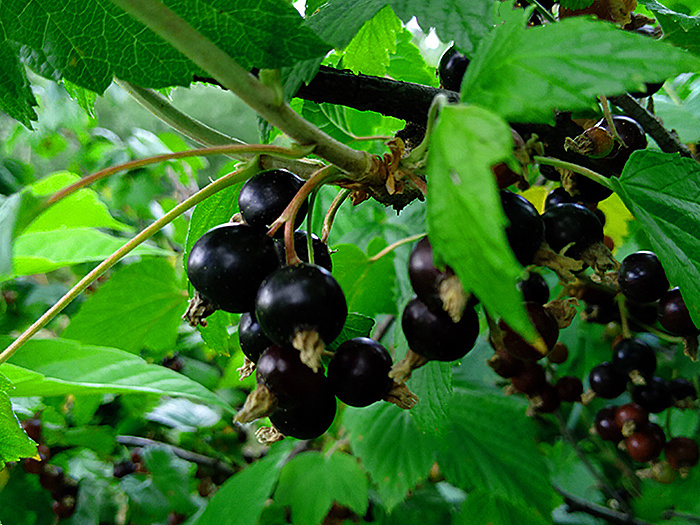 Смородина черная в саду