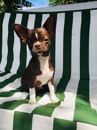 Милота. Фото автора.