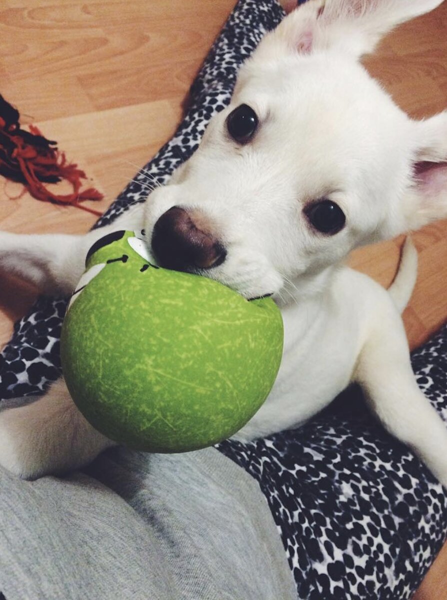 Мини-Джей, ему тут около 4 месяцев