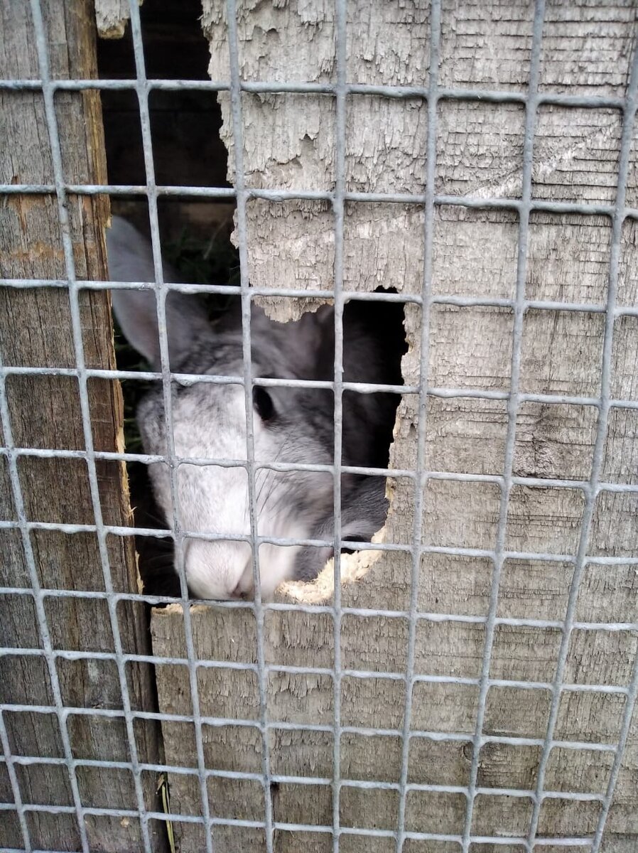 хорошие зубки!