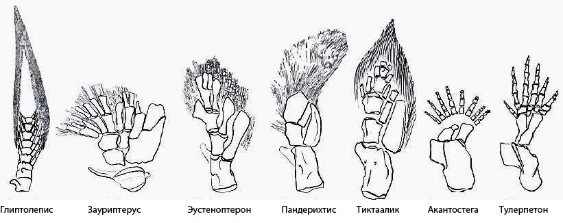 Пятипалые конечности у кого. Пятипалые конечности. Тулерпетон. Пятипалые конечности нарисовать.