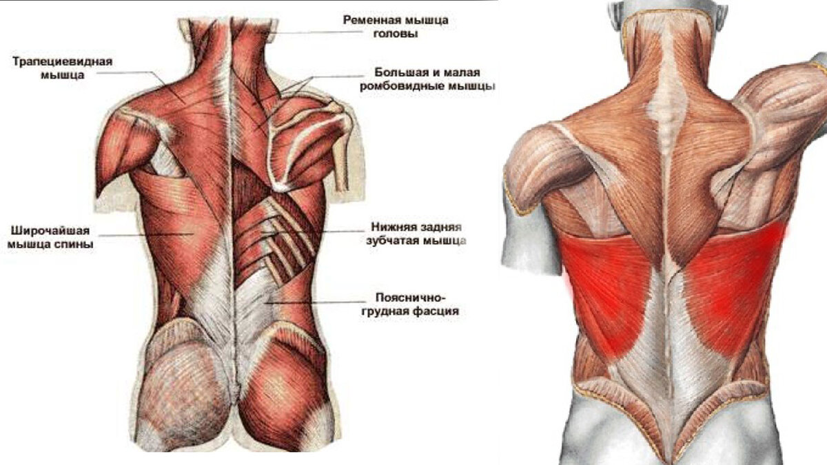 Мышцы спины человека в картинках с названиями и описанием женские