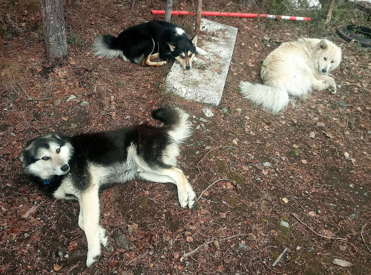Самая тяжёлая жизнь у нашего взвода охраны.