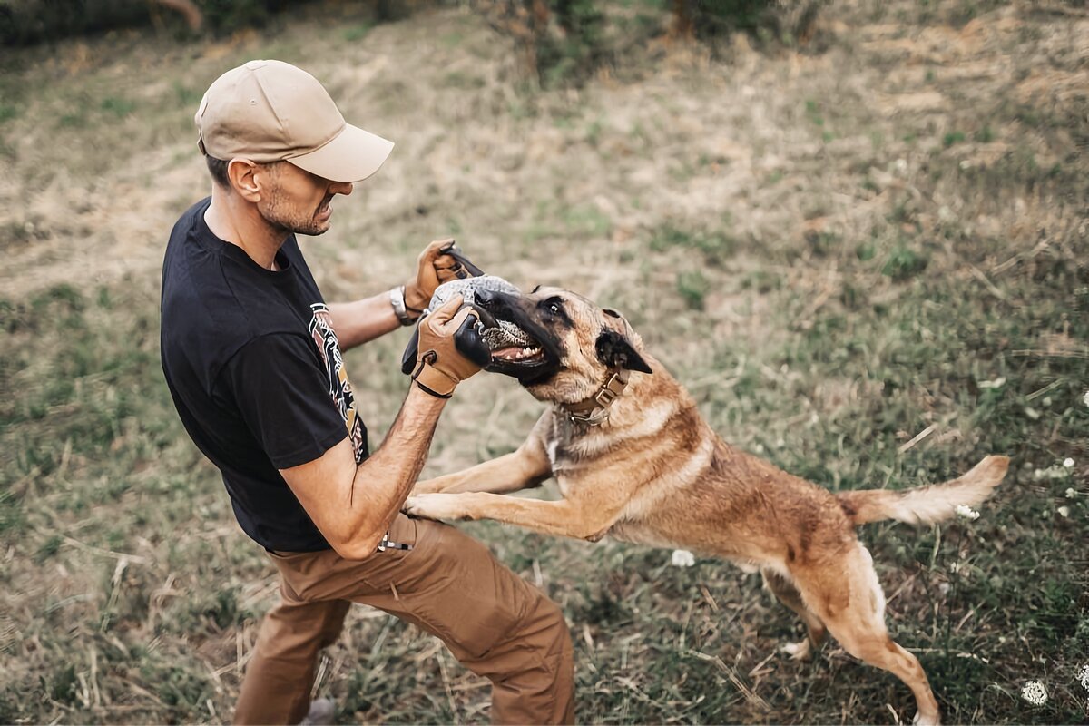 Dog Training near me.