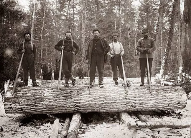 Добыча древесины в 20 веке