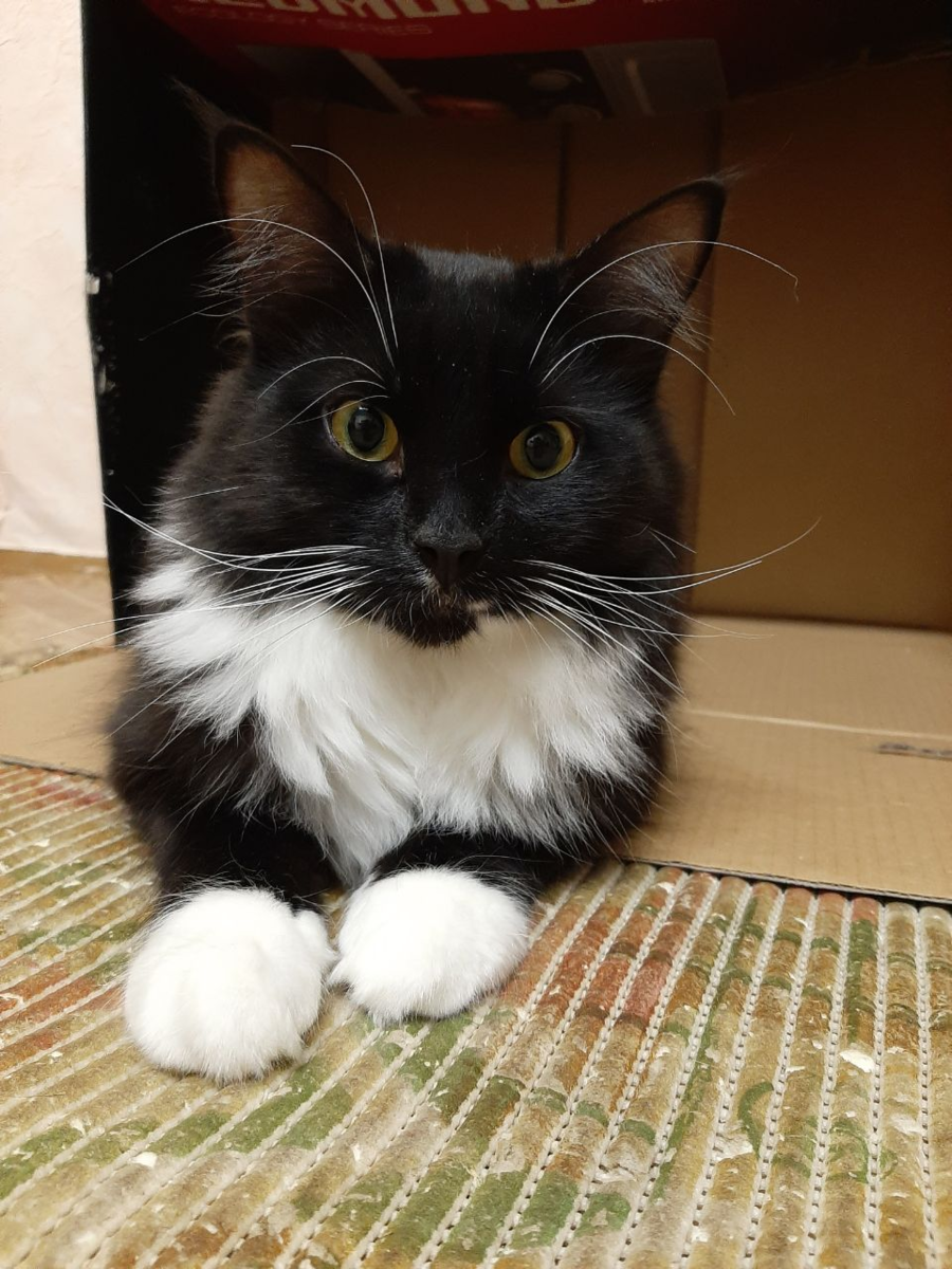 Ветер, наш старший кот