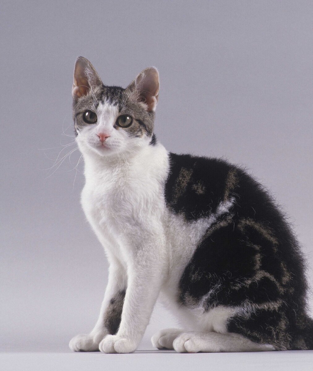 Американская жесткошерстная кошка: всё о породе | Bookipet | Дзен