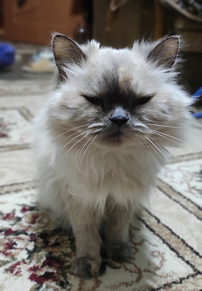 Спокойный характер домашних кошек