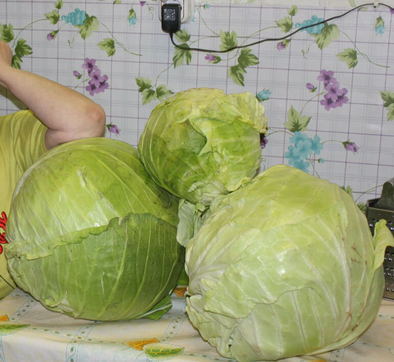 Капуста "Русский размер"