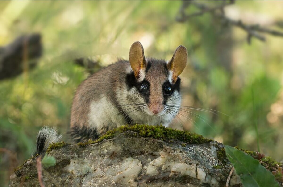 2. Лесная соня (Dryomys nitedula)