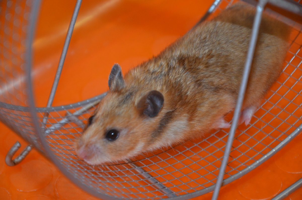 Сирийский хомяк бегает в любимом колесе