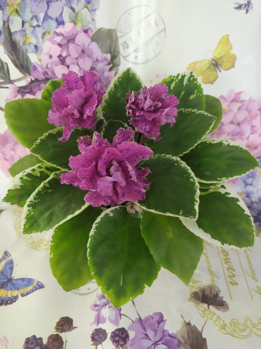 а давайте, еще раз о поливе - замолвим слово: для меня сейчас актуально как ни когда, после ярмарки все отпаиваю буквально. 