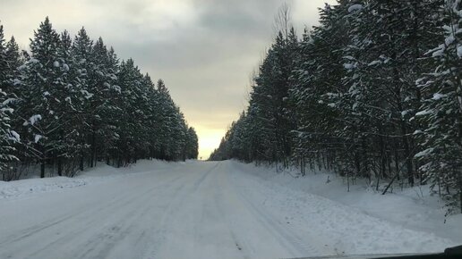 Зимний лес, тайга, сосны. Едем по дорогам Иркутской области