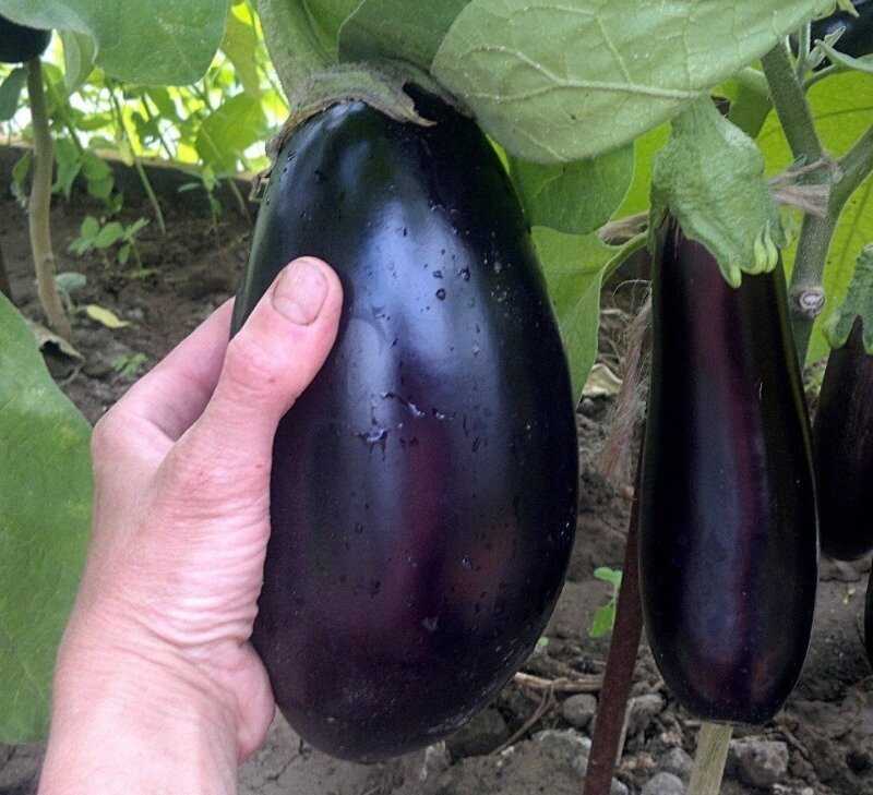 Источник фото https://www.instagram.com/p/BeBI5PNj8iv/