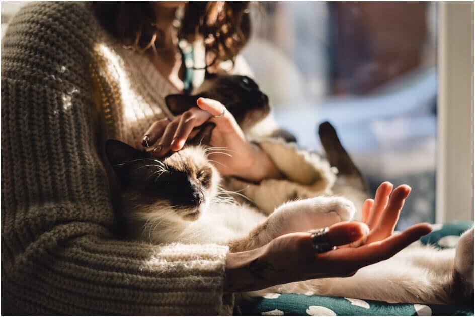 Влажный корм Natures Table для взрослых кошек - рекомендации ветеринарных  врачей и опыт покупателей. | Мысли камуффки | Дзен