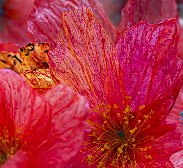 Сказать, что я восторге - это ничего не сказать. Только вглядитесь в эти прожилки, будто созданные самой природой. Фото https://creationsmessageres.com/