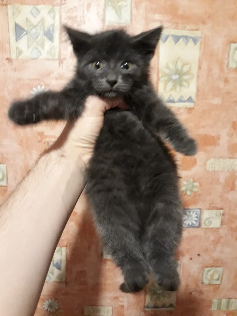 Котенок Дымок, около 2 мес.