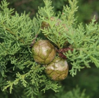 Шишки кипариса (фото из открытого источника)