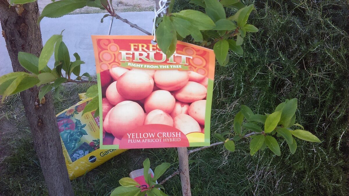 Двойник с названием “yellow crush”