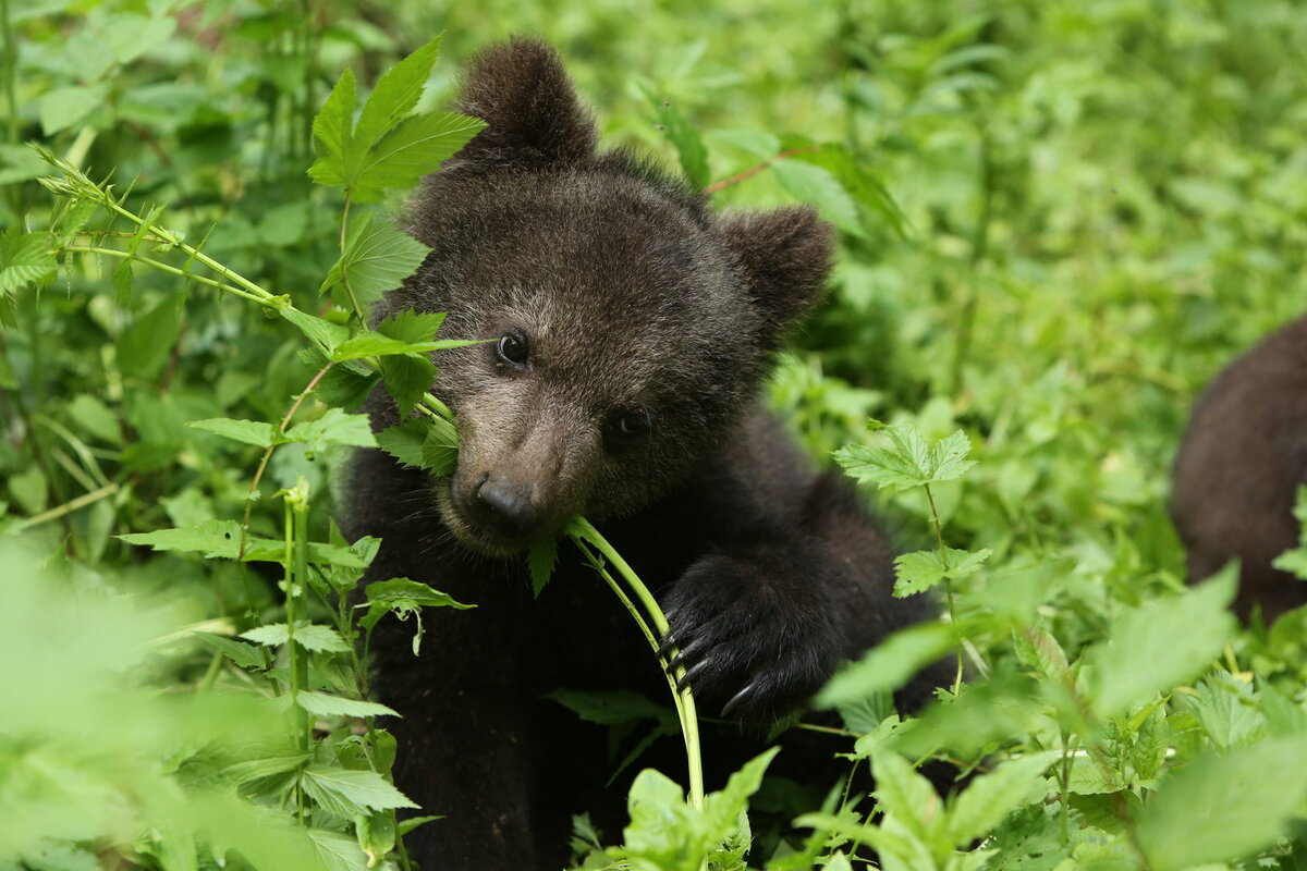 Фото с официального сайта Центра Пажетновых https://orphan-bear.org/about