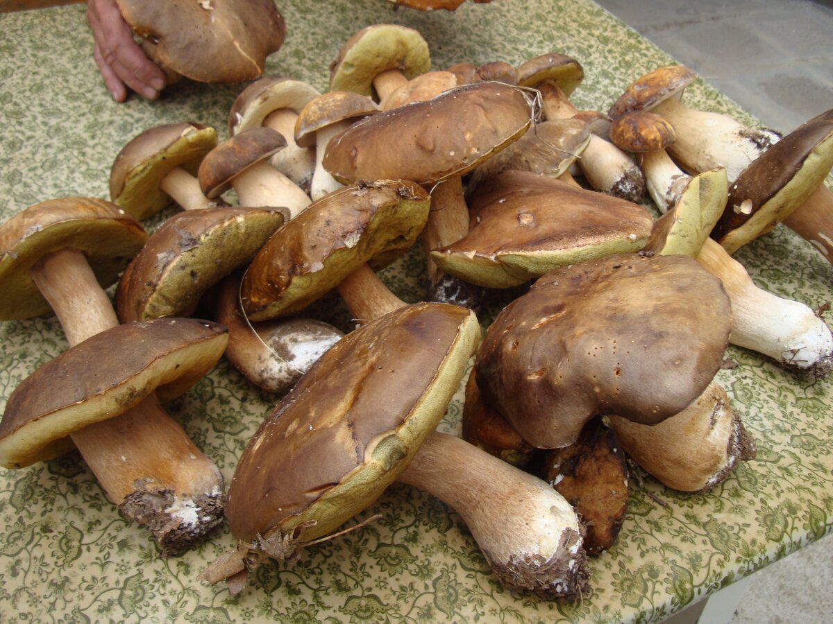 Белый гриб или манатарка