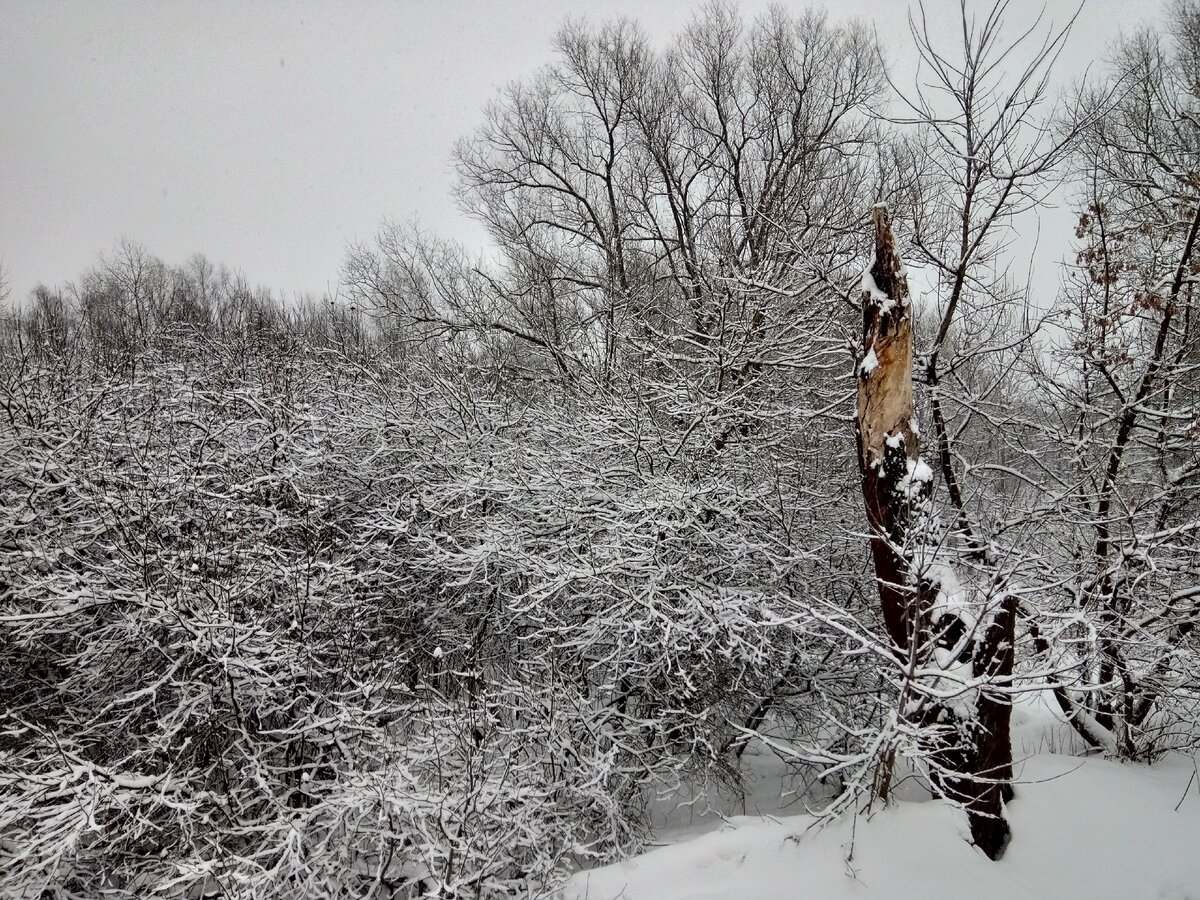 Марьины рассказы дзен. 101 история дзен. Марьины рассказы дзен. Как лесная боязлива 4. Дзен рассказы.