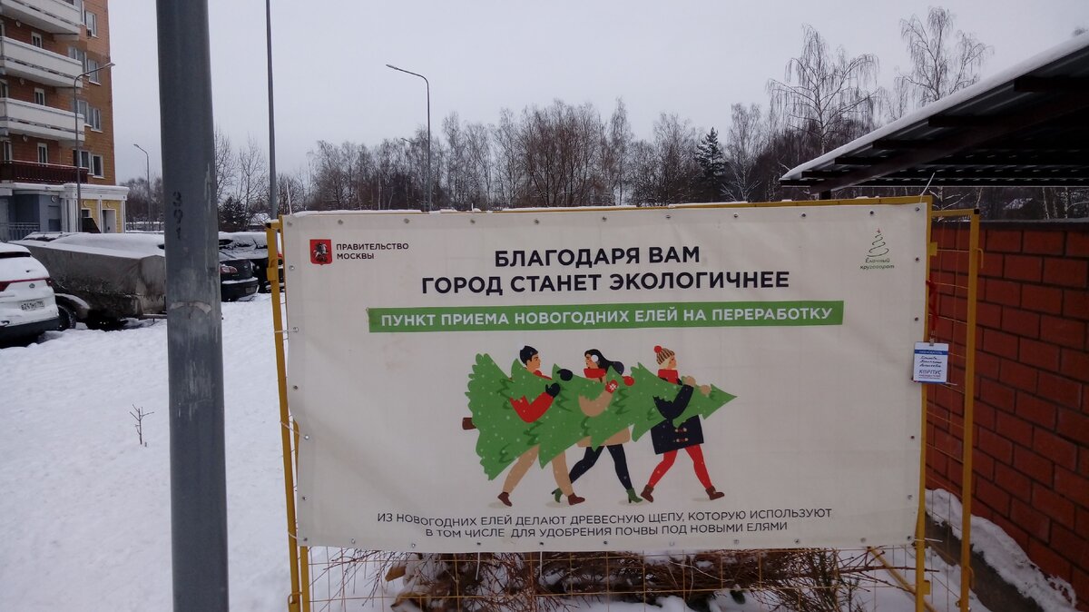 Куда сдать елку 2024. Елки палки и щепа 2022. Фото красивых елок с шишками из кинофильмов. Куда сдать елку. Куда сдать елку 2024.