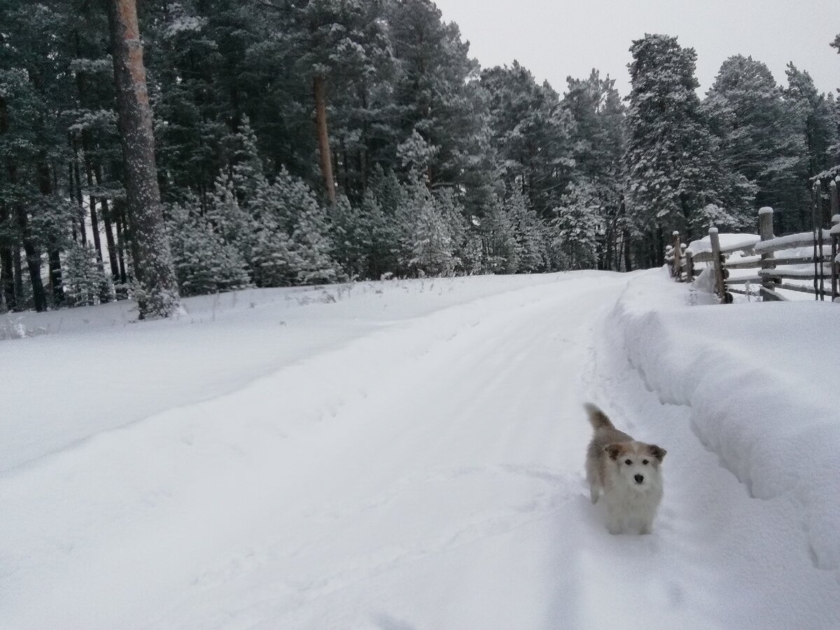 Ждёт хозяйку. 