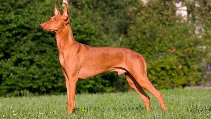 Фараонова собака. Источник https://www.google.ru/imghp