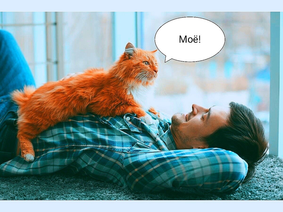 Кошки. Человек. Животные