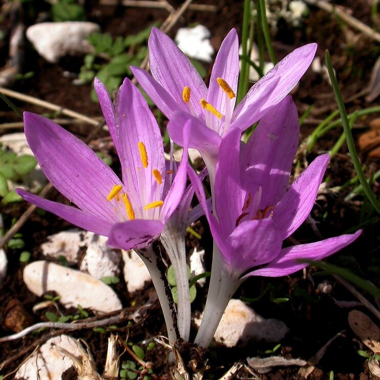 Colchicum woronowii