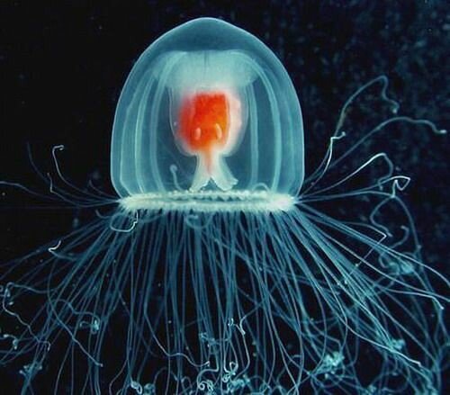 Turritopsis dohrnii