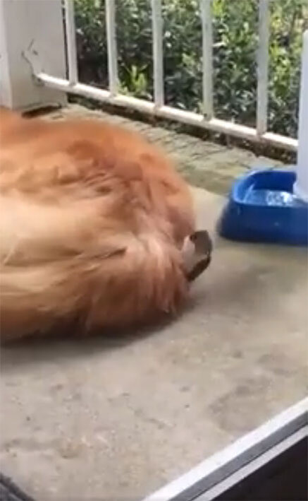 Маленькая птичка ощипывает хвост спящей собаки