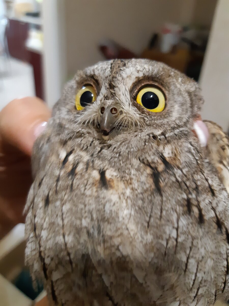 Испуганная сплюшка Тигра