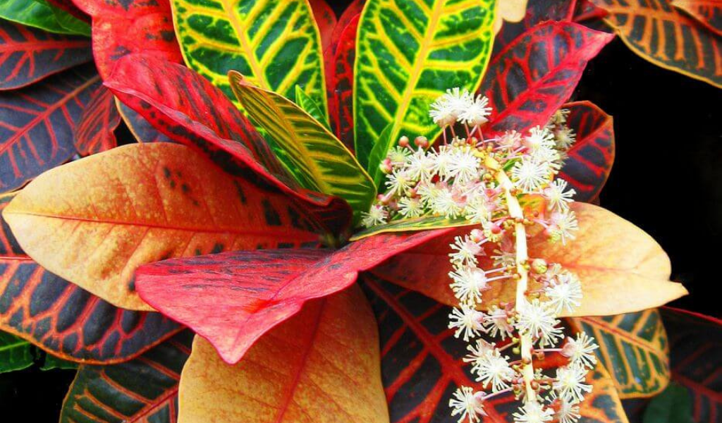 фото кротон