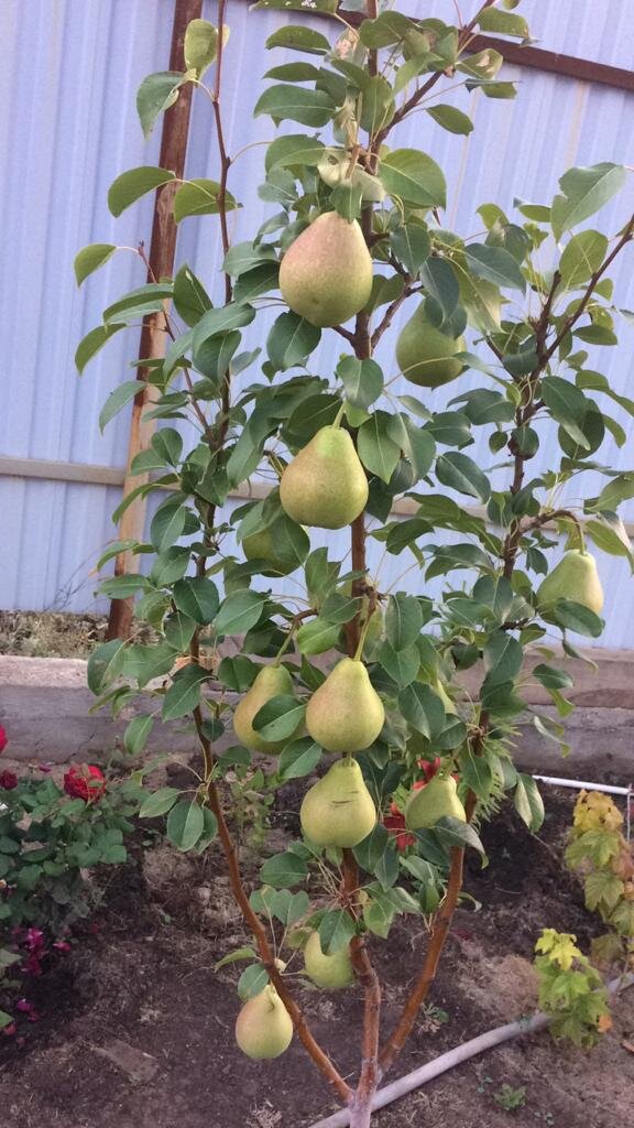 Груша сорт Свердловчанка - тоже часть миксбордера. Фото август 2018 г.