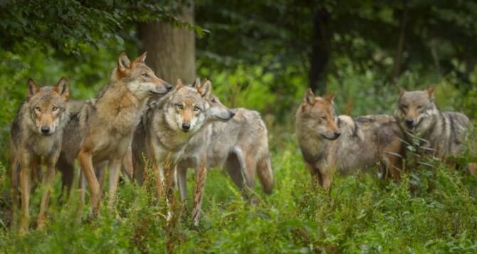 В Украине село Подлиман село находиться очень близко возле леса. И однажды ночью пришли волки их было 4 они искали кого убить и что утащить. Но в селе живёт который любит держать больших и гордых и сильных. : Армянских волкодавов:( гампер)